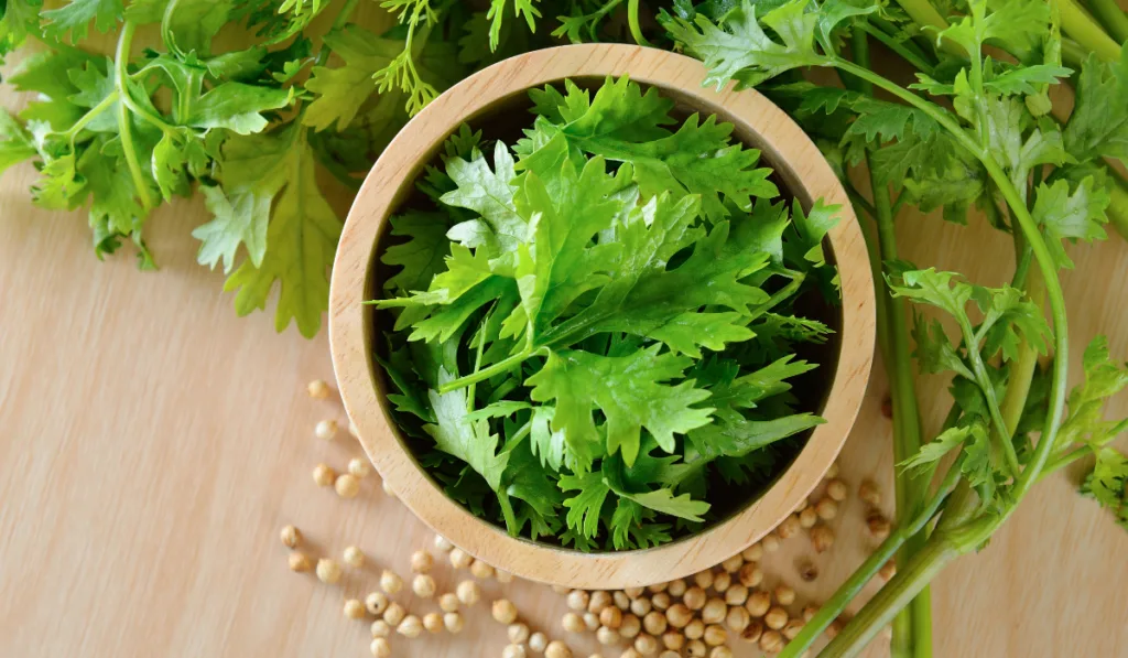 coriander and seeds on a table - ee220318