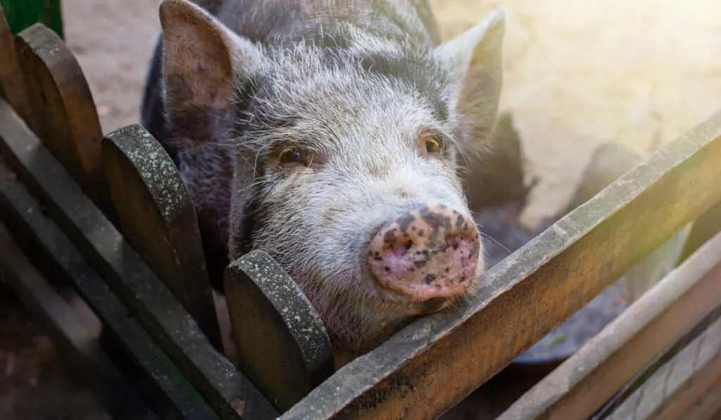 curious black pig 