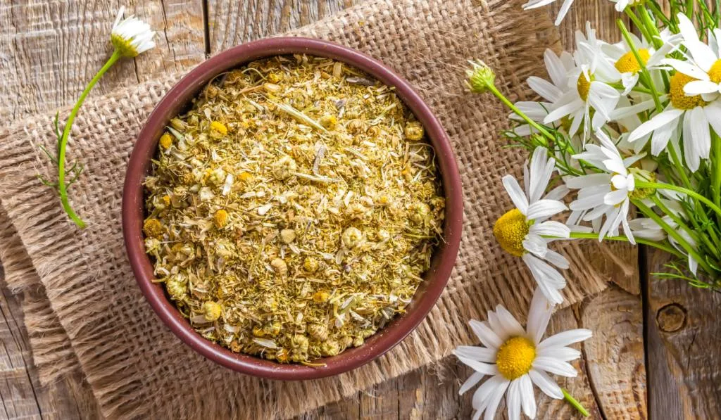 dried chamomile in a bowl on a burlap with some fresh chamomile flowers on the side - ee220318