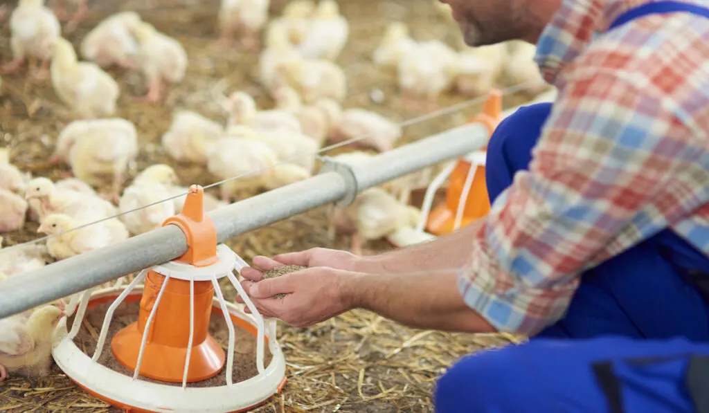 farmer feeding chickens with feeds