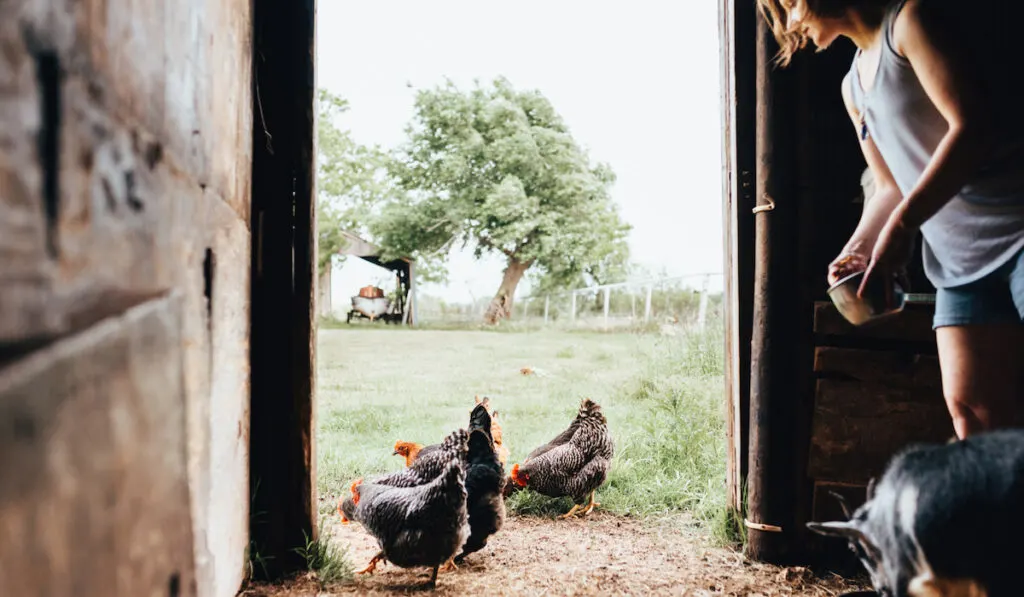 feeding chickens from within