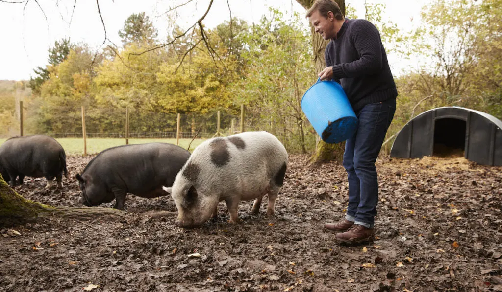 feeding pigs