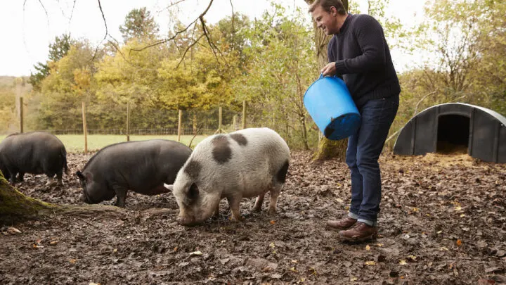 feeding pigs