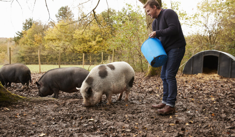 How Much Do Pigs Cost? Farmhouse Guide