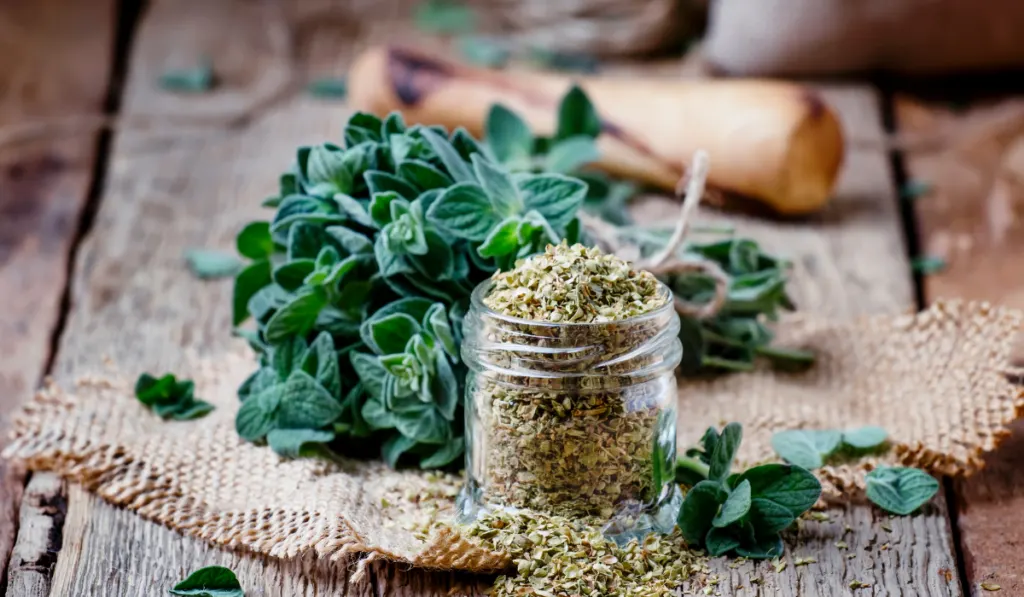 fresh and dried oregano in a small jar - ee220318
