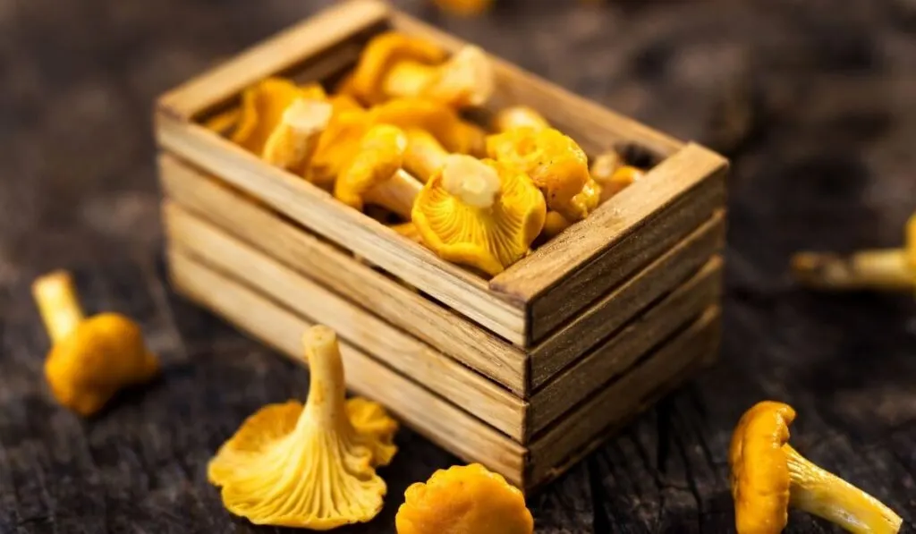 fresh chanterelle mushrooms in a wooden box - ee220320