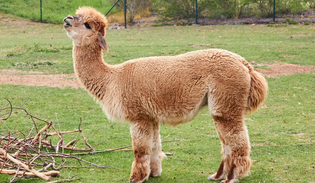 furry llama