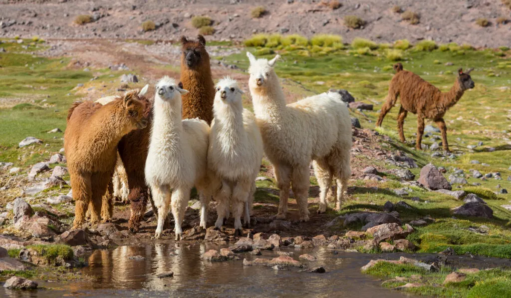 group of llama