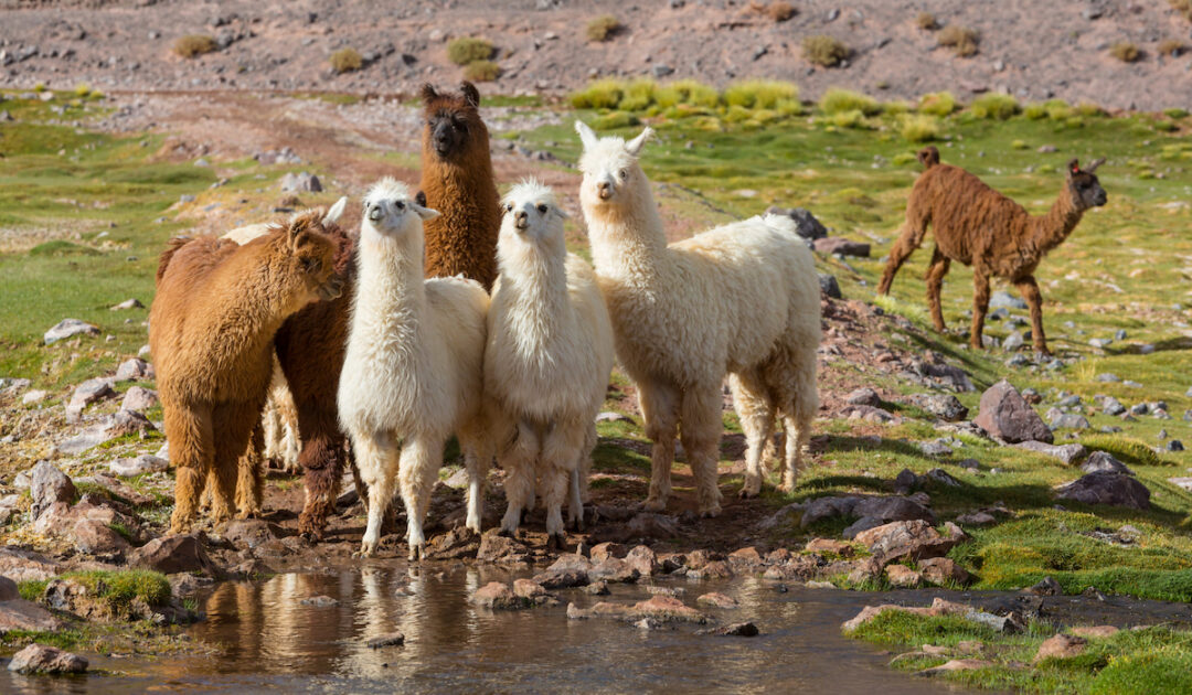 How Much Does a Llama Cost? Farmhouse Guide