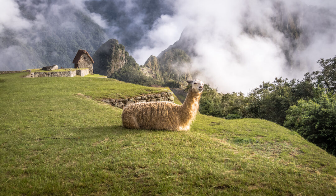 How Much Does a Llama Cost? Farmhouse Guide