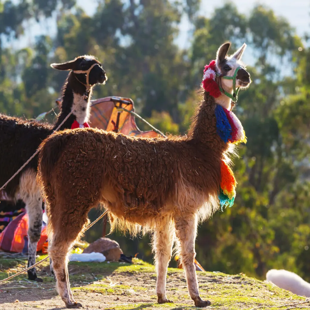 llama looking east