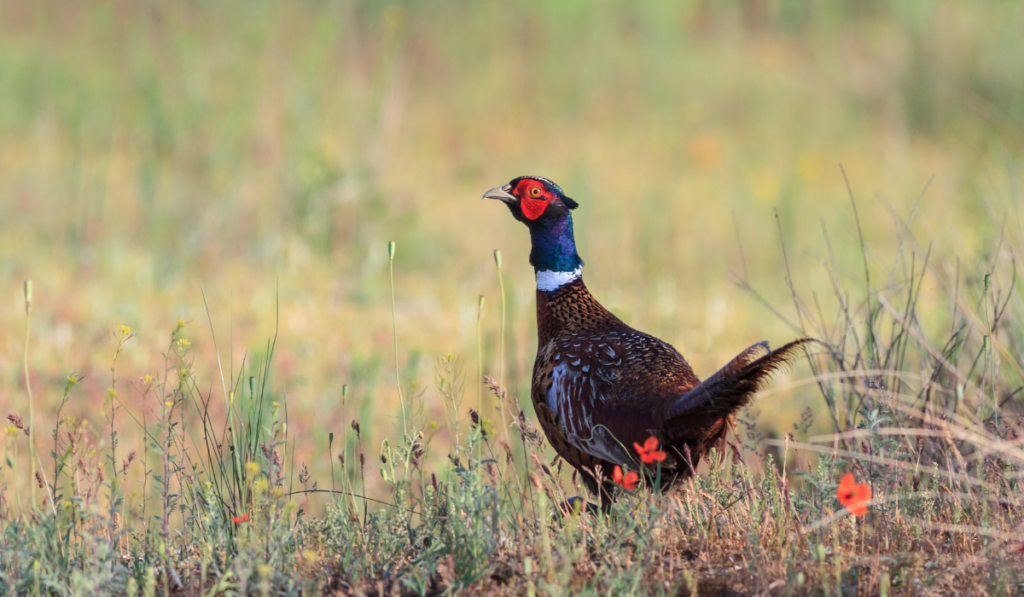 lone pheasant in a blurry background ee220320
