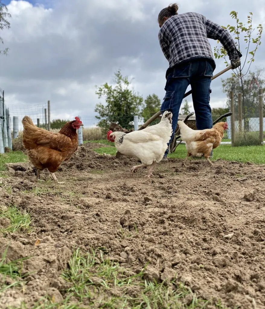 man shoveling chicken space