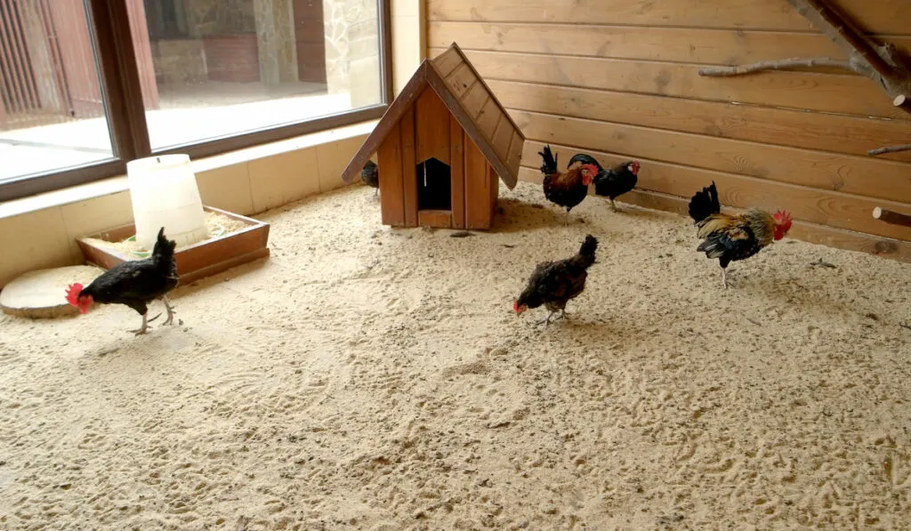 modern chicken coop