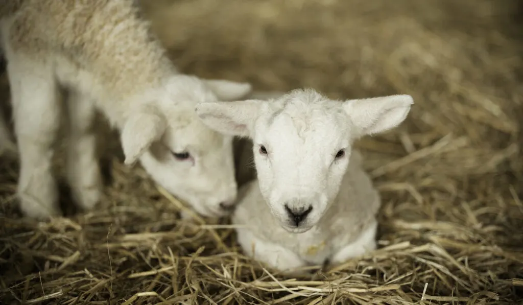 newborn lamb