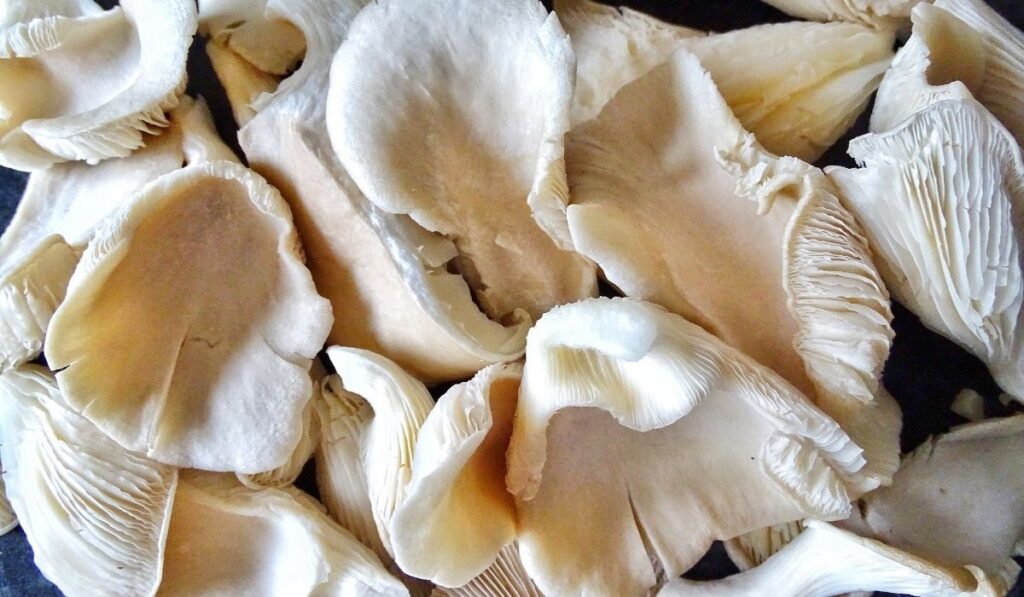 oyster mushrooms - ee220320