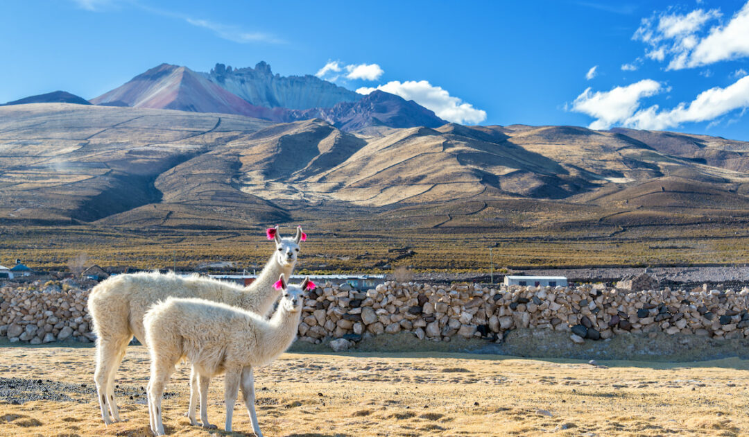 How Much Does a Llama Cost? Farmhouse Guide