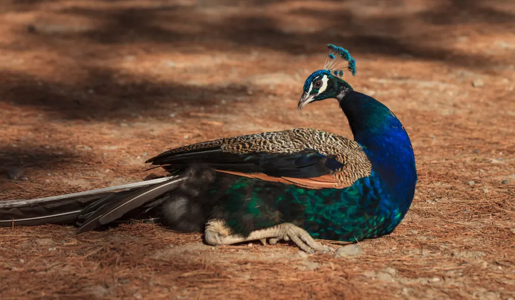 peacock laying on the ground cleaning herself