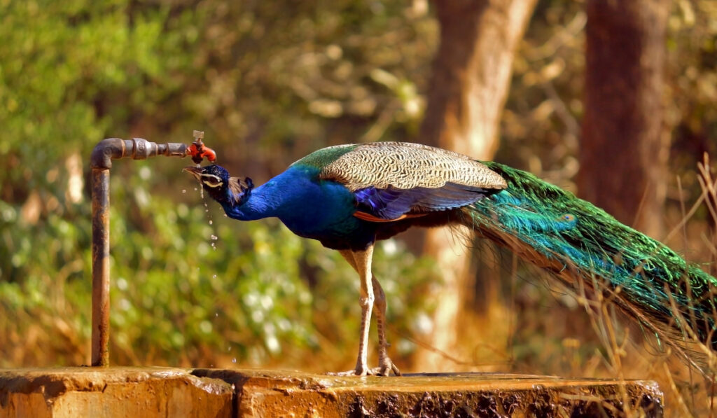 peacock drinking