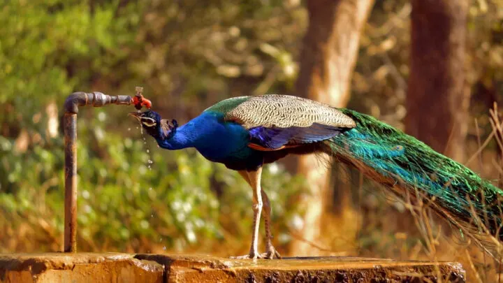 peacock drinking
