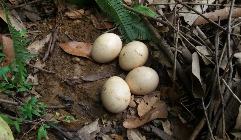 peacock eggs