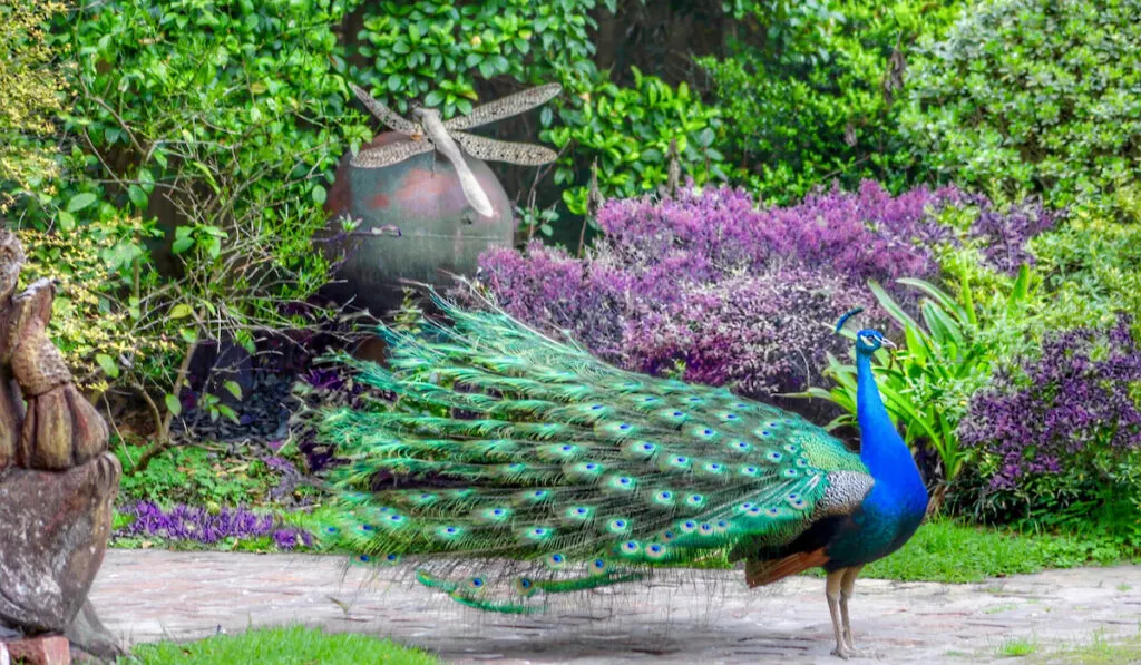 peacock in garden