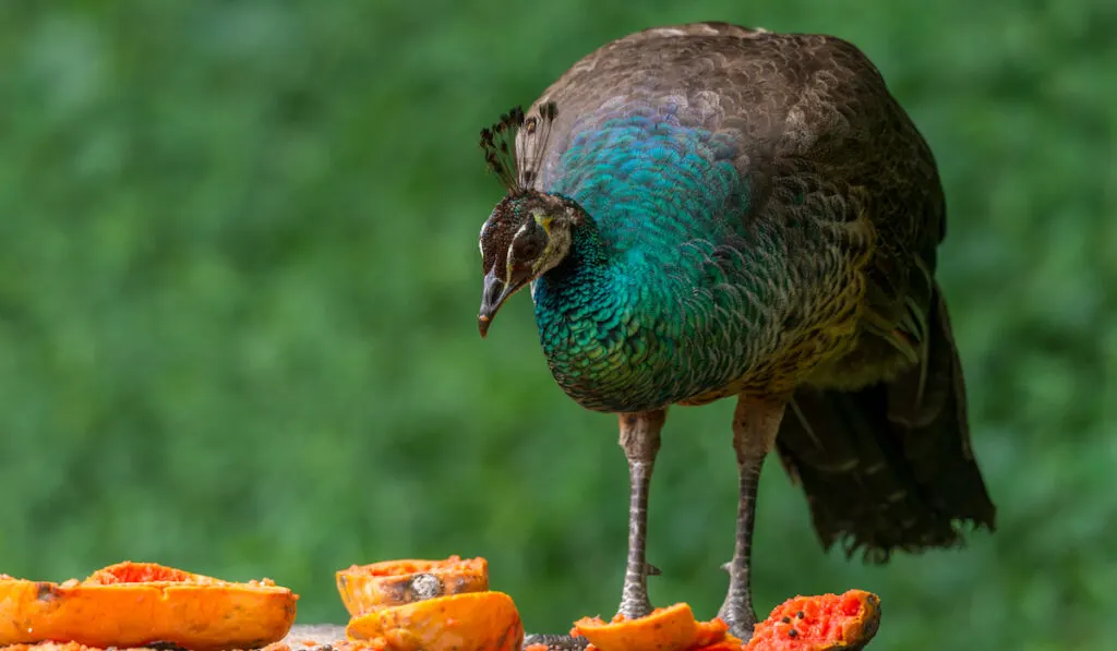 peacock looking to eat fruit