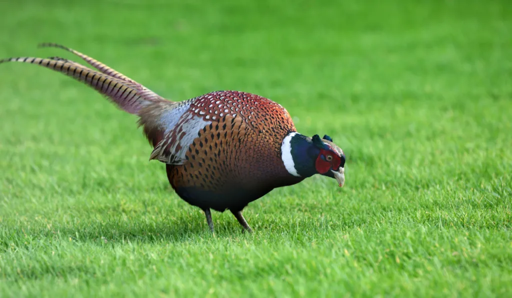 ringneck pheasant pair