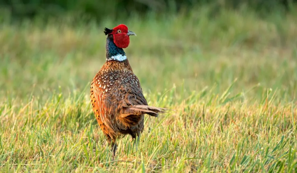 ringneck pheasant pair