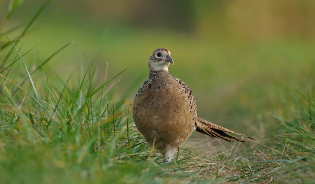 pheasant walking in the field ee220320