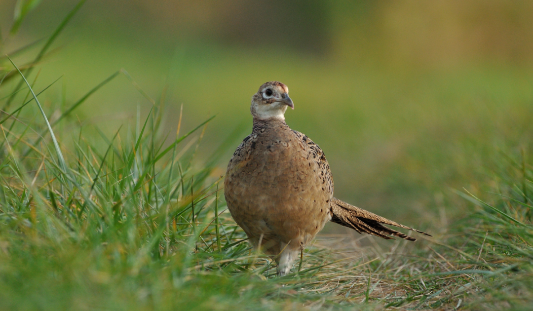 How Much Do Pheasants Cost? Farmhouse Guide