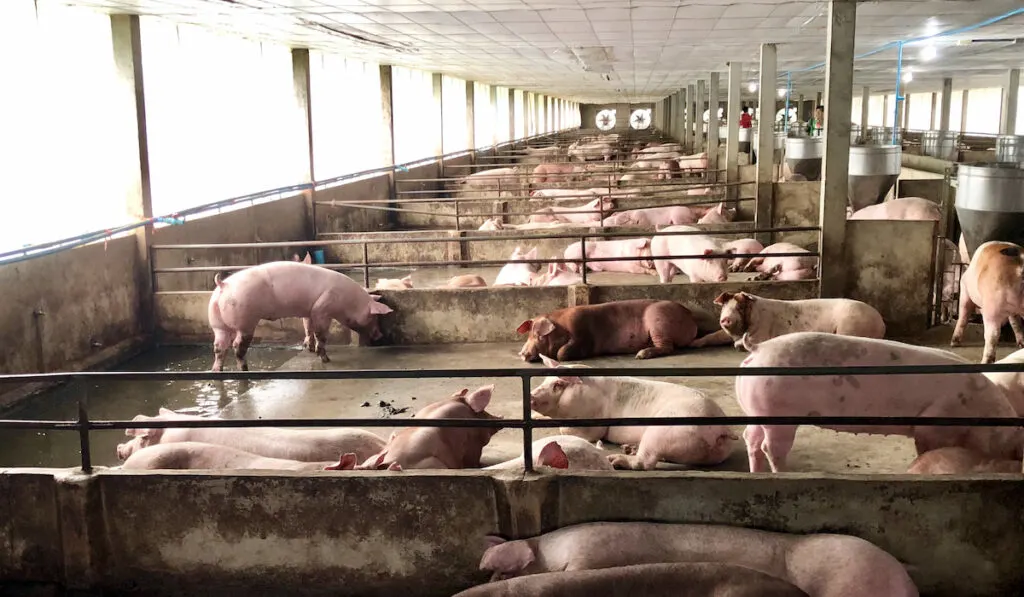 pig farm 