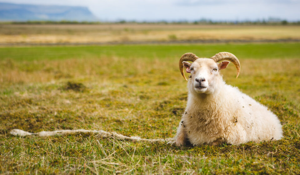 How Much Do Sheep Cost? Farmhouse Guide