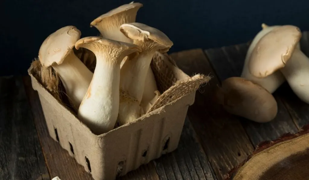 raw king oyster mushrooms in a cardboard box - ee220320