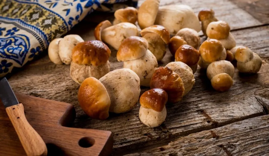 raw porcini mushrooms - ee220320