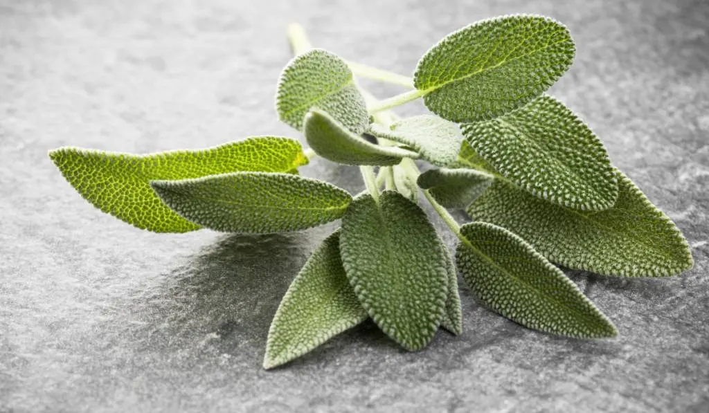 sage leaves on the countertable - ee220318