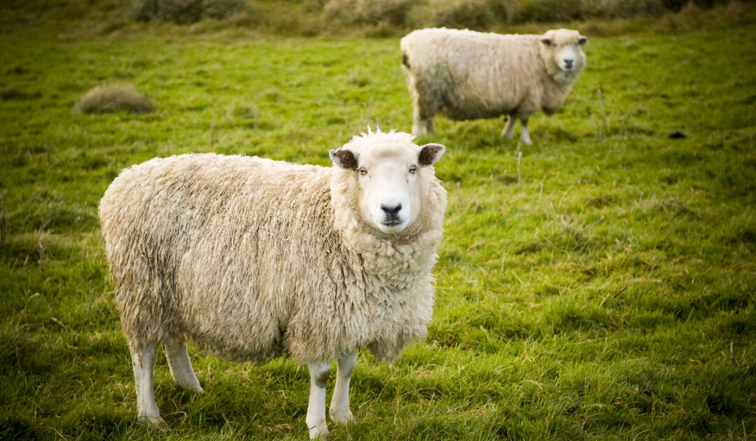 How Much Do Sheep Cost? Farmhouse Guide