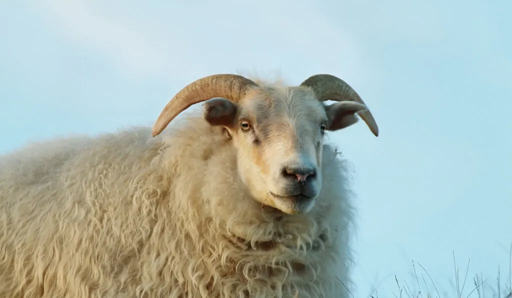 sheep with horn