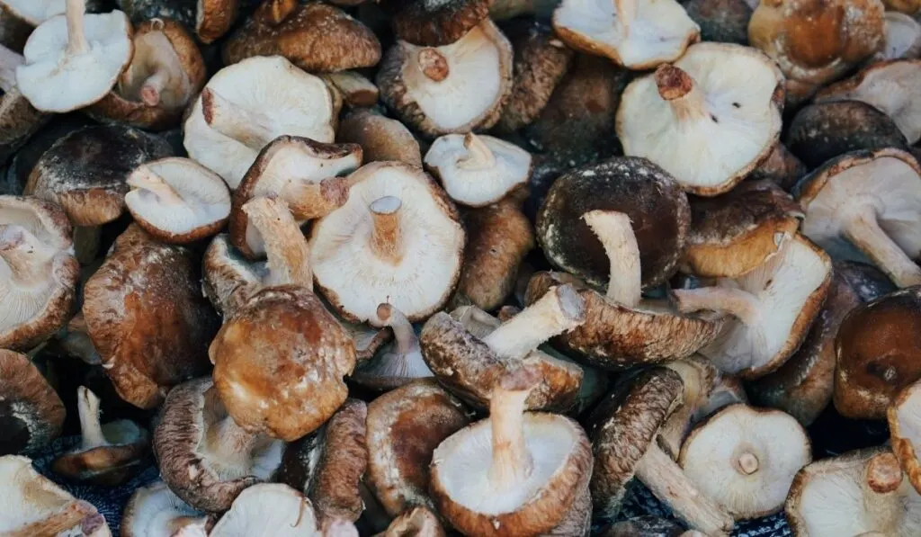 shiitake mushrooms - ee220320