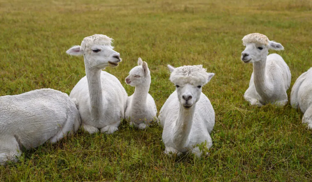 shorn llama herd