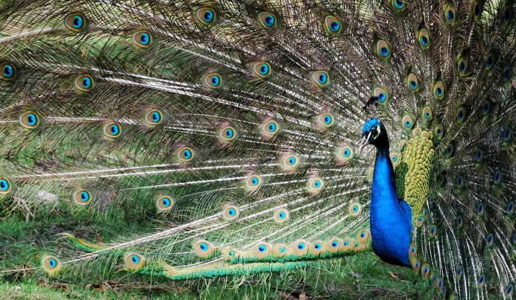 peacock's tail spread