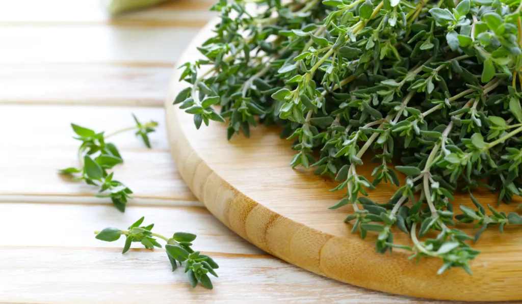 thyme on a wooden board - ee220318