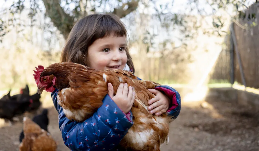 toddler holding chicken