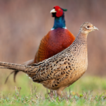 How Much Do Pheasants Cost?