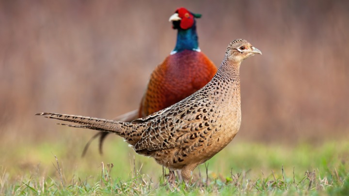 two-pheasant-standing-in-the-field-ee220320-1