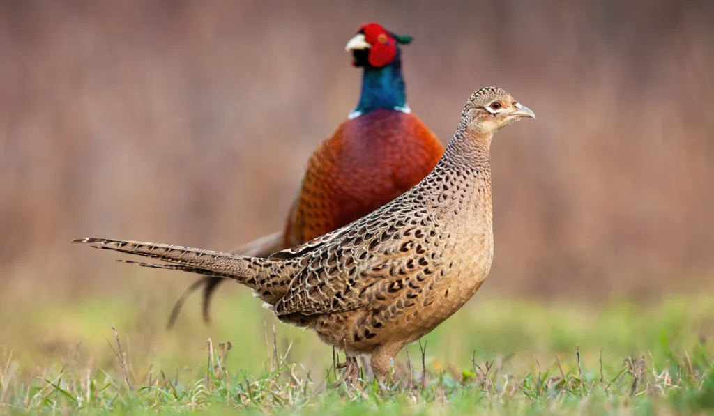 two pheasant standing in the field ee220320