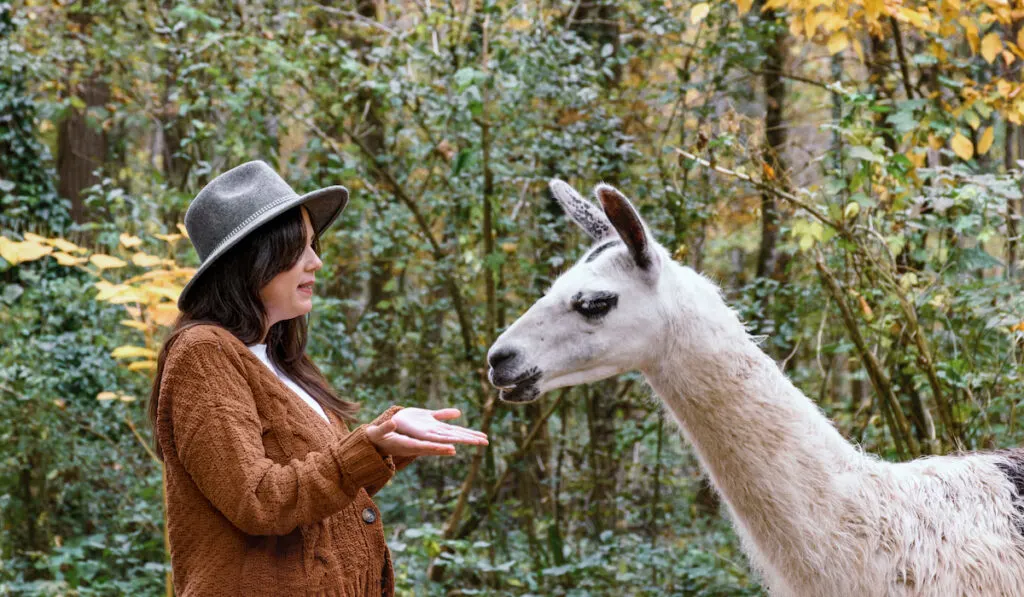woman discussing with llama