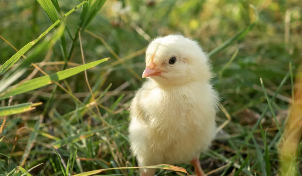 yellow chick on grass