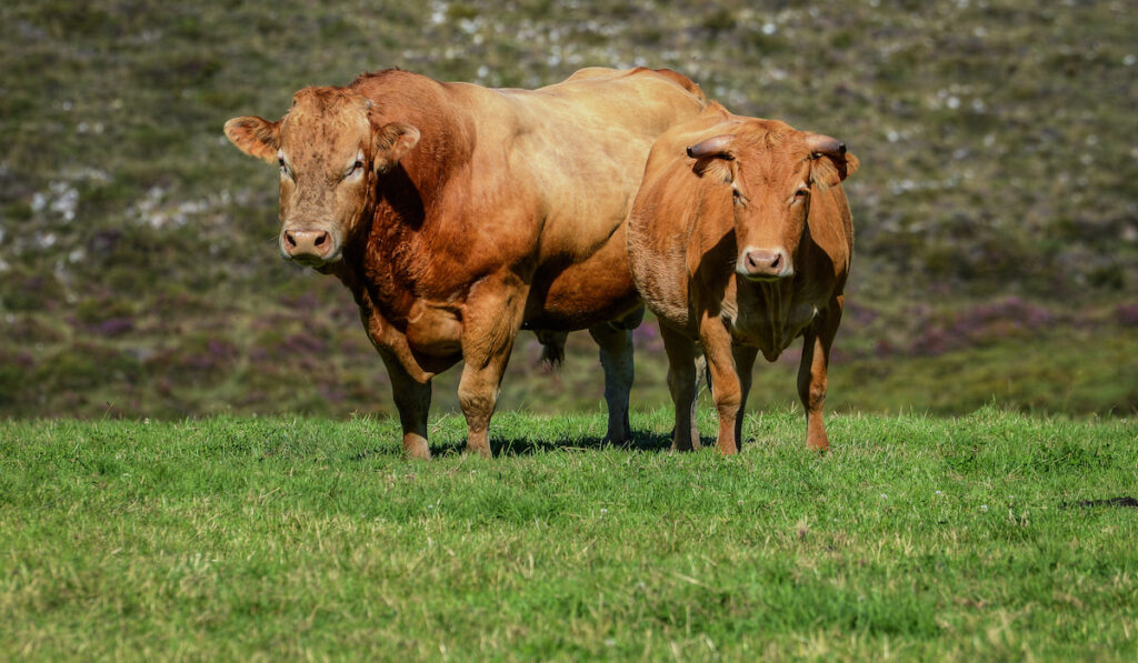 A Couple of Cow and Bull of the Rubia Galega breed in an open field 