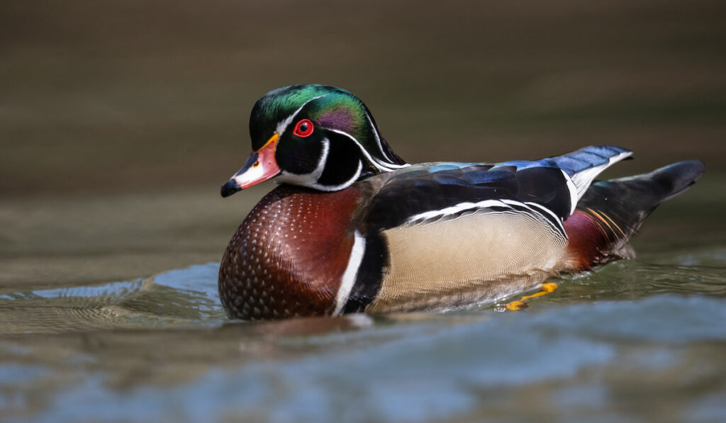 A Male Wood Duck Portrait in a pond